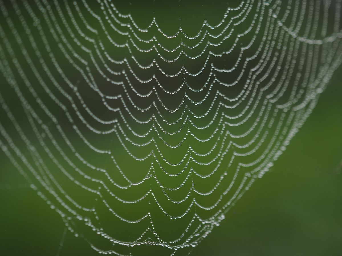クモの巣 自然 風景 その他 Ganref