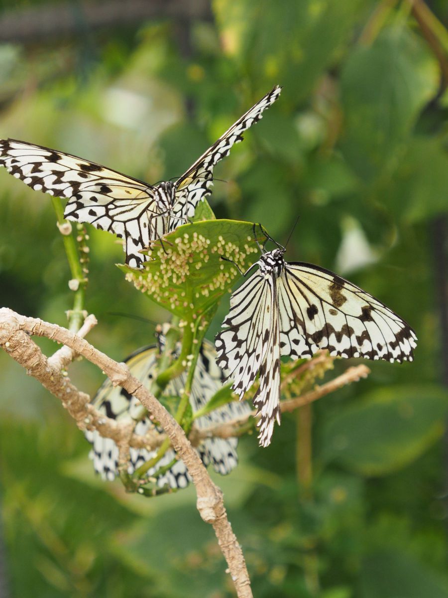 蝶のなる木 動物 虫 昆虫 Ganref