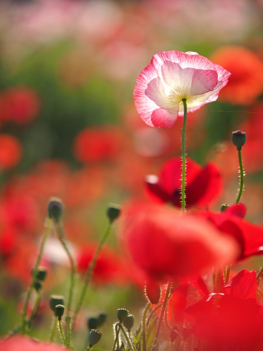 ポピー 植物 花 花びら Ganref