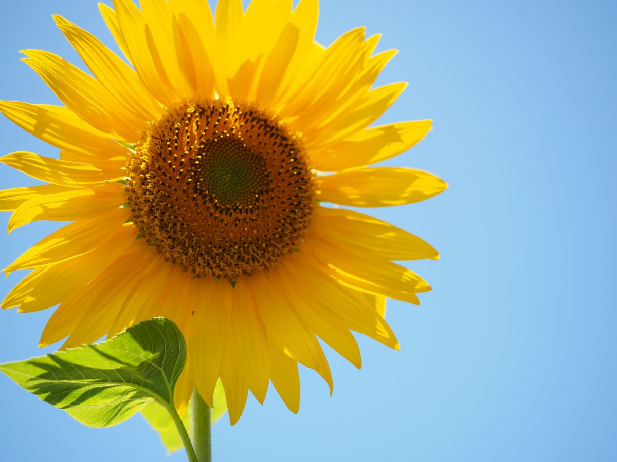 ひまわり 植物 花 花びら Ganref