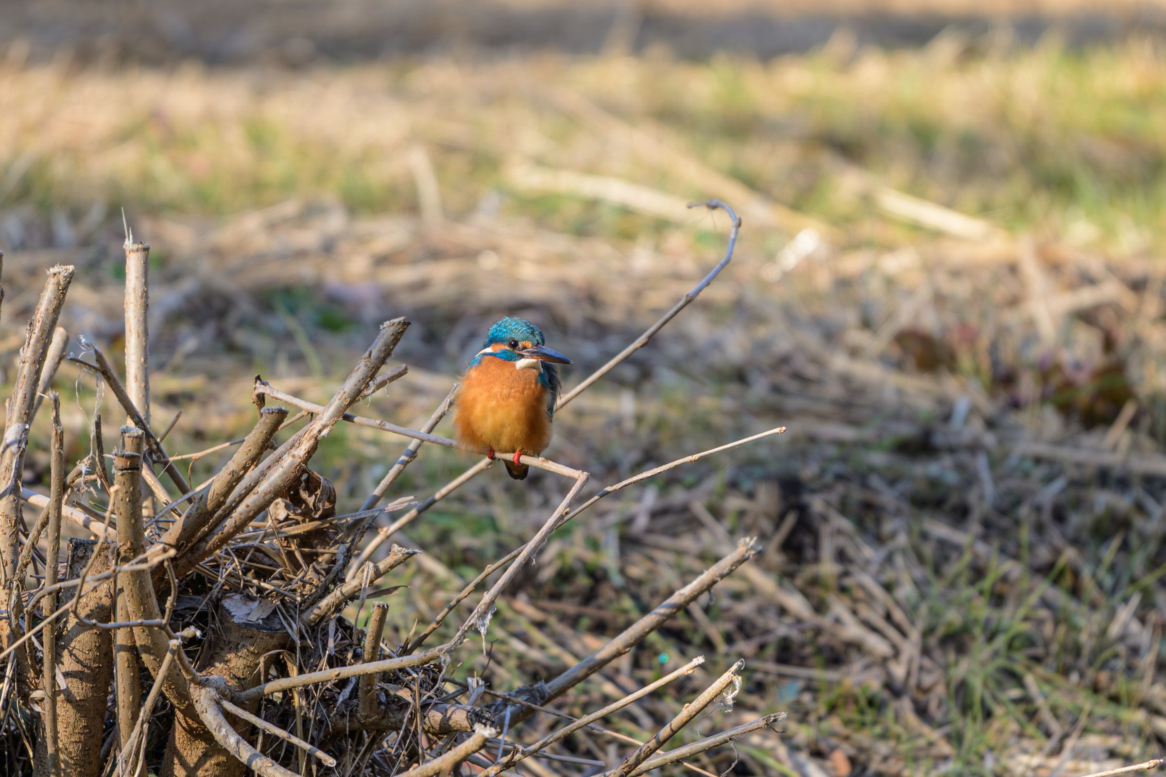 カワセミ～探鳥散歩2026#9～ | GANREF