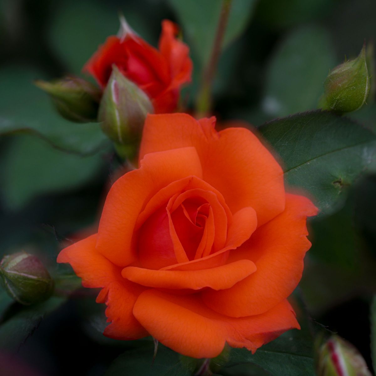 Autumn Roses | GANREF