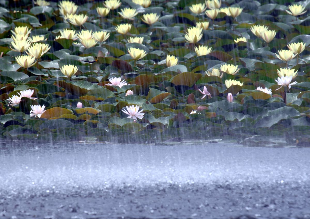 雨脚