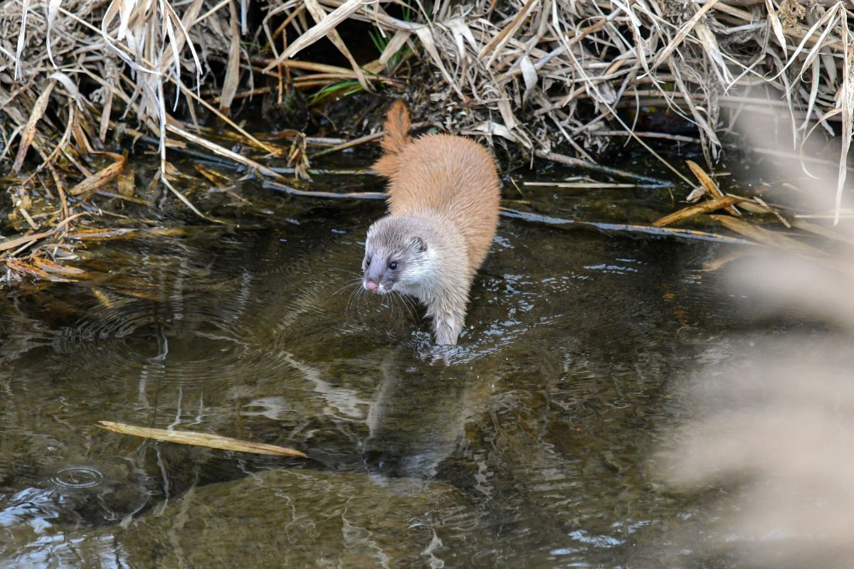 川のイタチ GANREF