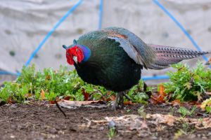 雄雉のはくせい キジ雄@横浜市都筑区 | みどりの鳥 〜横浜市北部・緑区