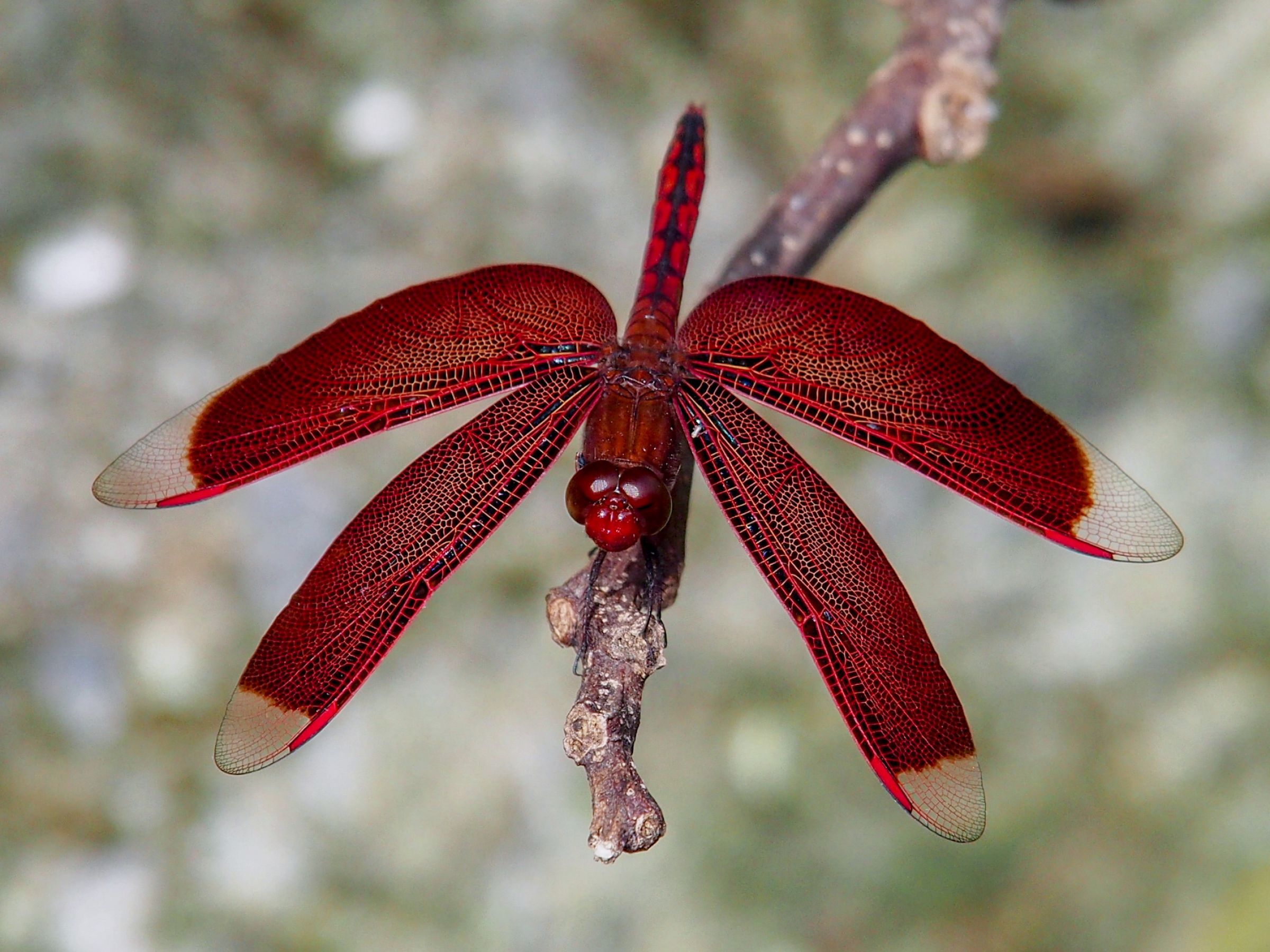 アカスジベッコウトンボ | GANREF