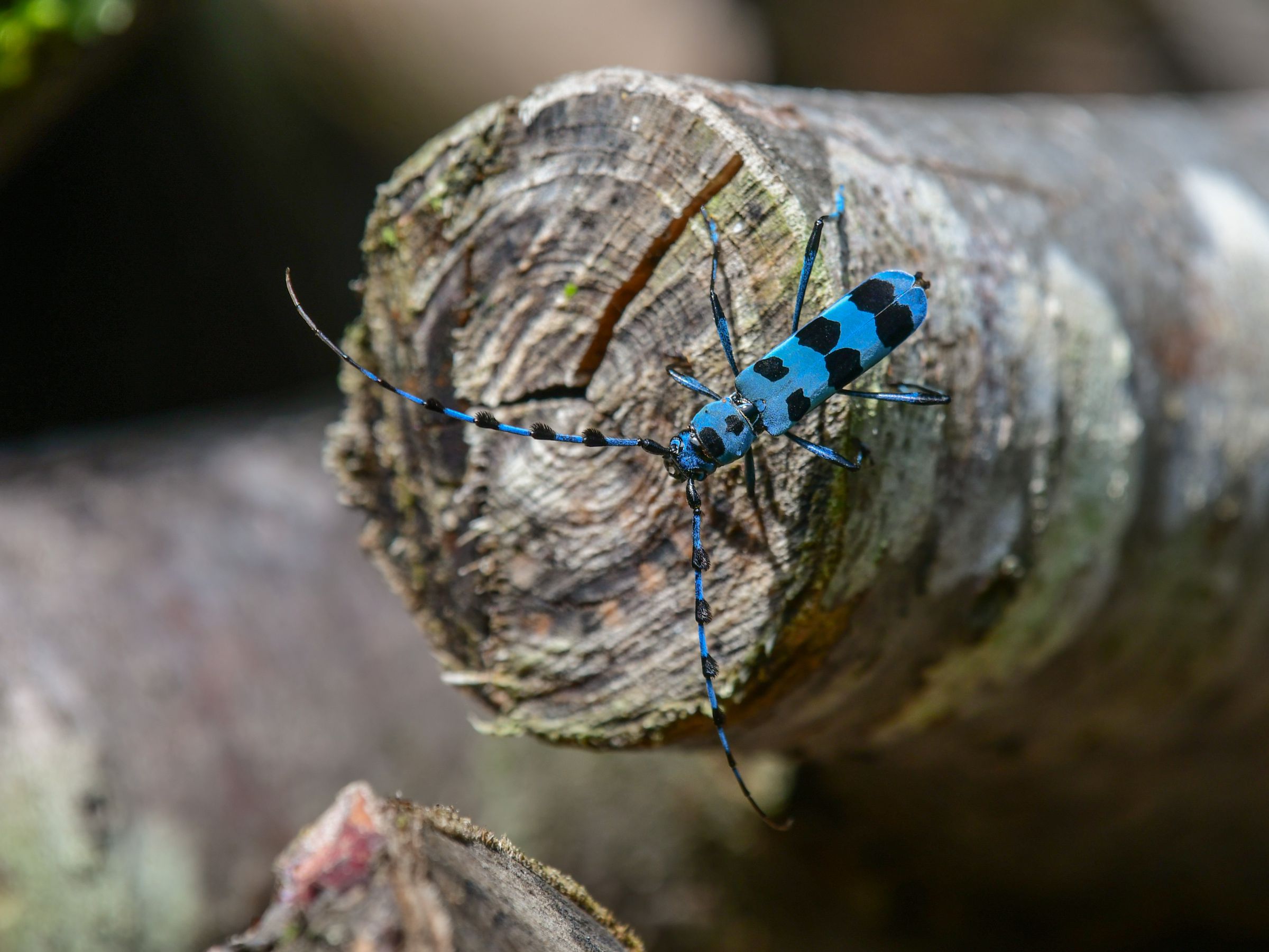 瑠璃色のカミキリ | GANREF