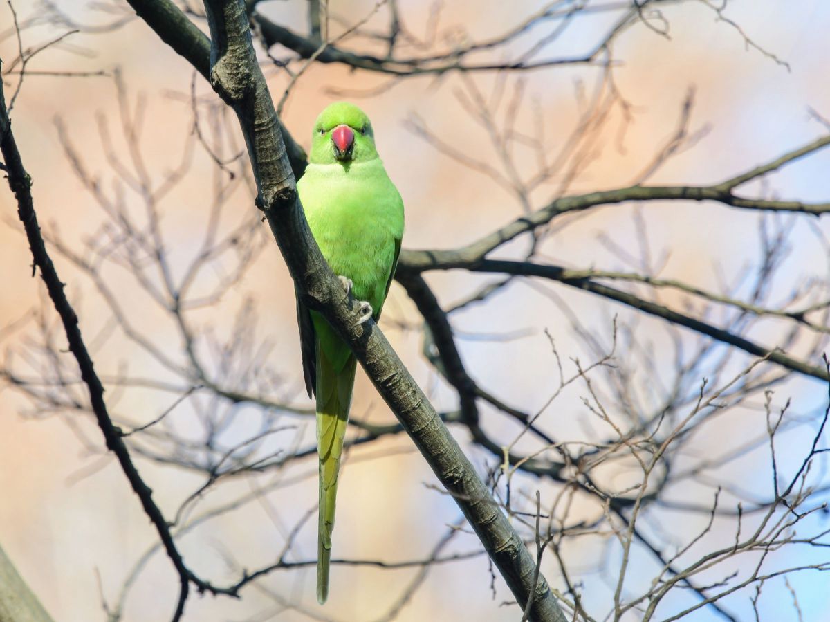 hiro　　アネモネ、信長、インコ hiro様専用 アネモネ、信長、インコ - メルカリ