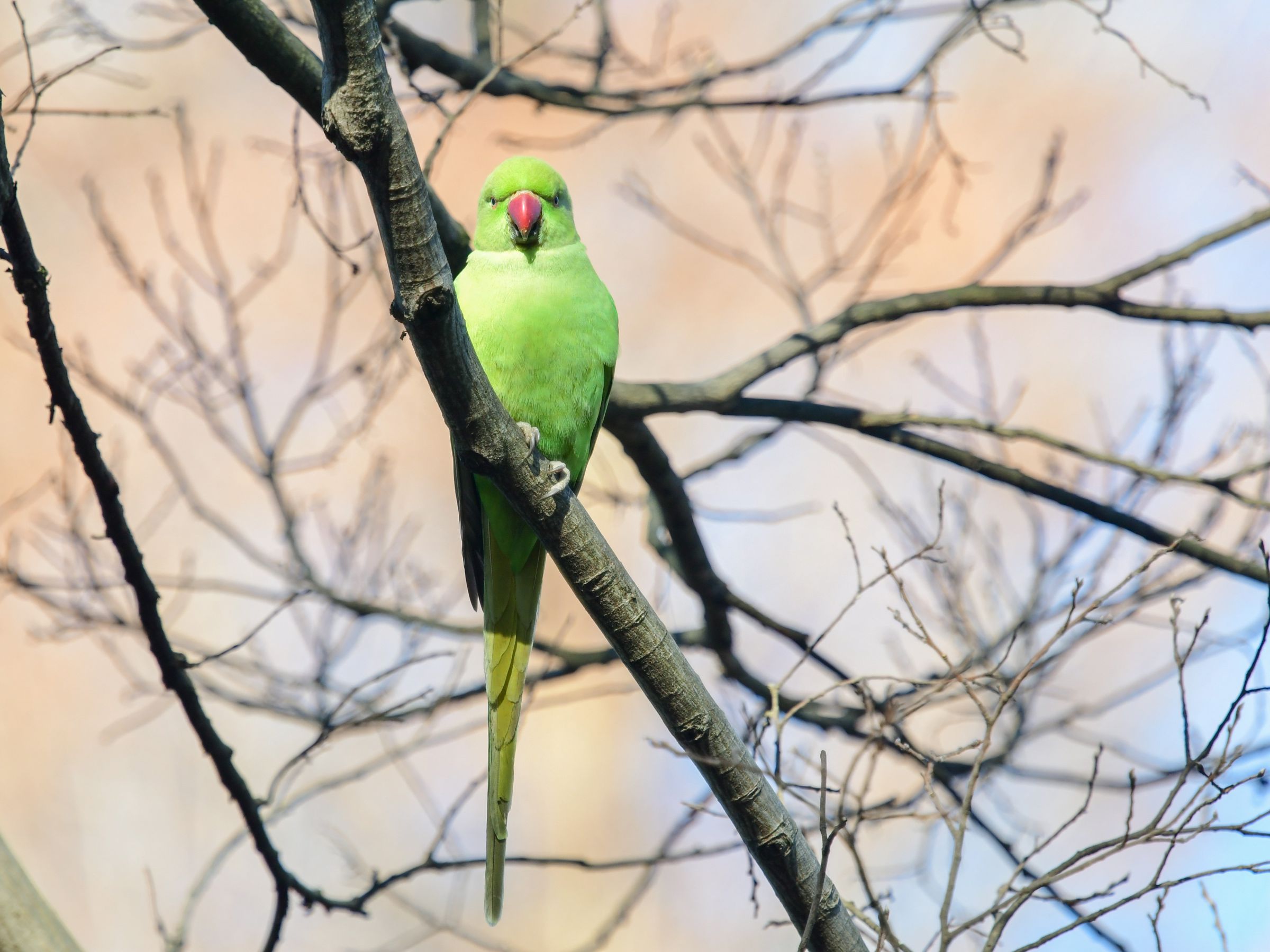 緑色のインコ 正面顔 | GANREF