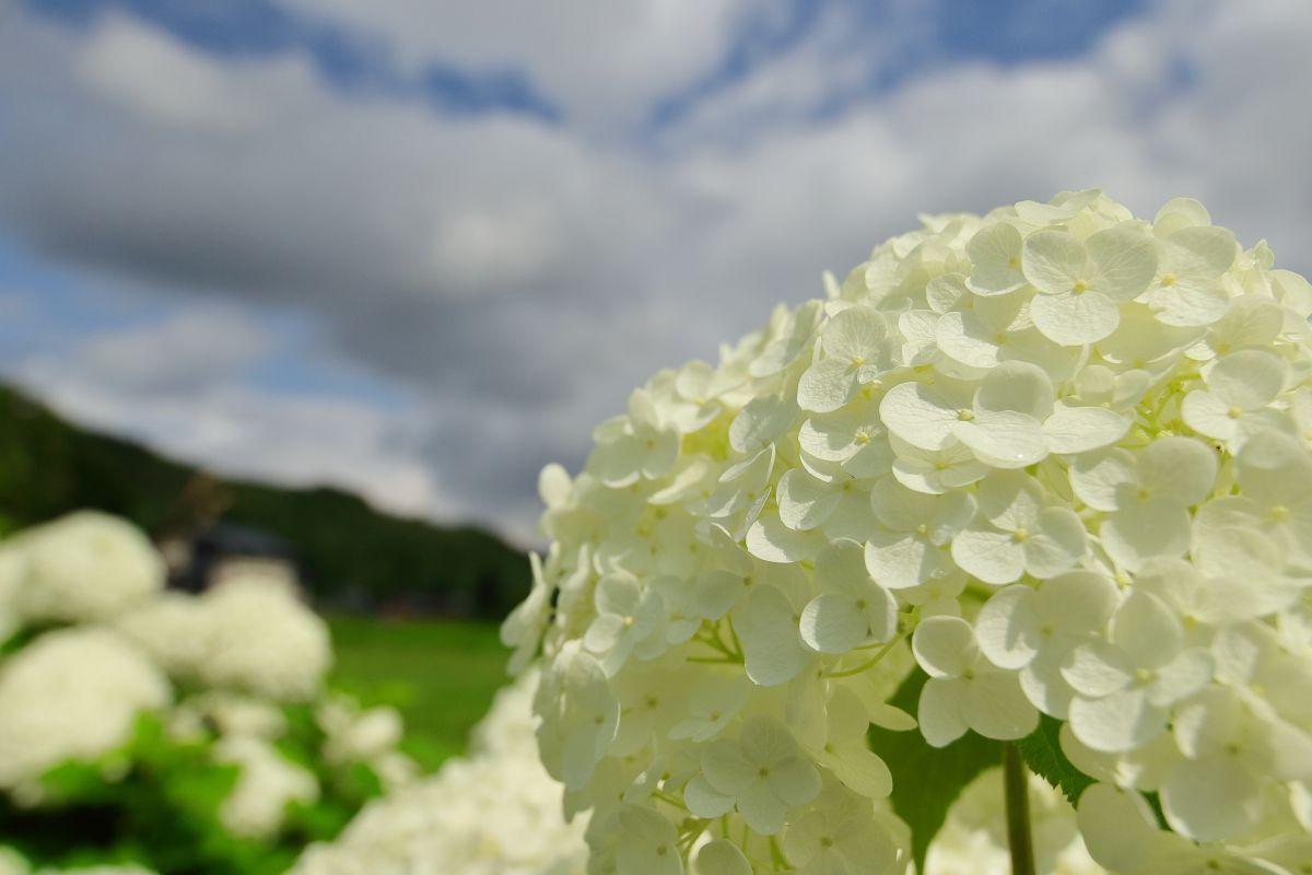 白い紫陽花 植物 花 花びら Ganref