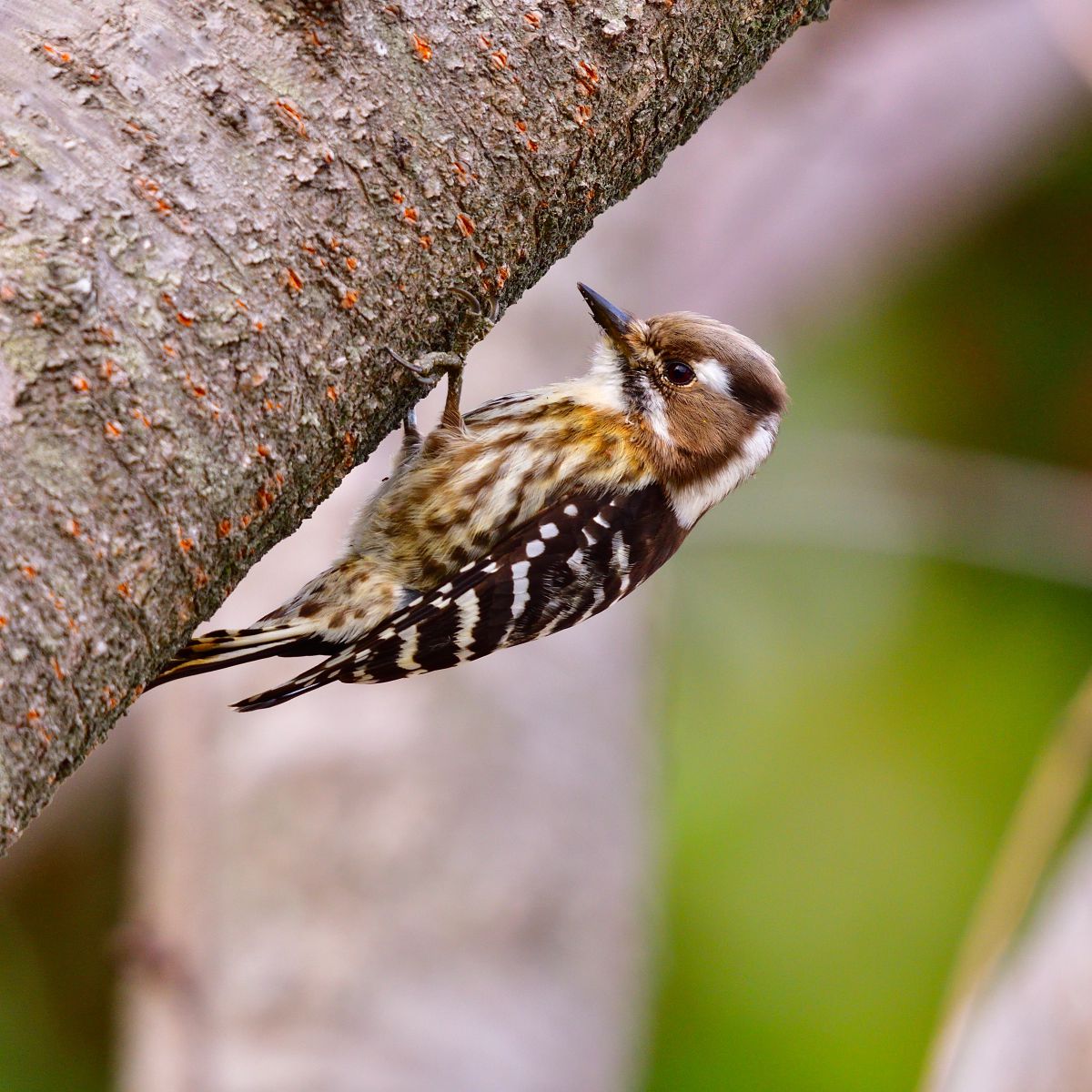 コゲラ探しのコツ 動物 鳥類 Ganref コゲラ探しのコツ 動物 鳥類 Ganref