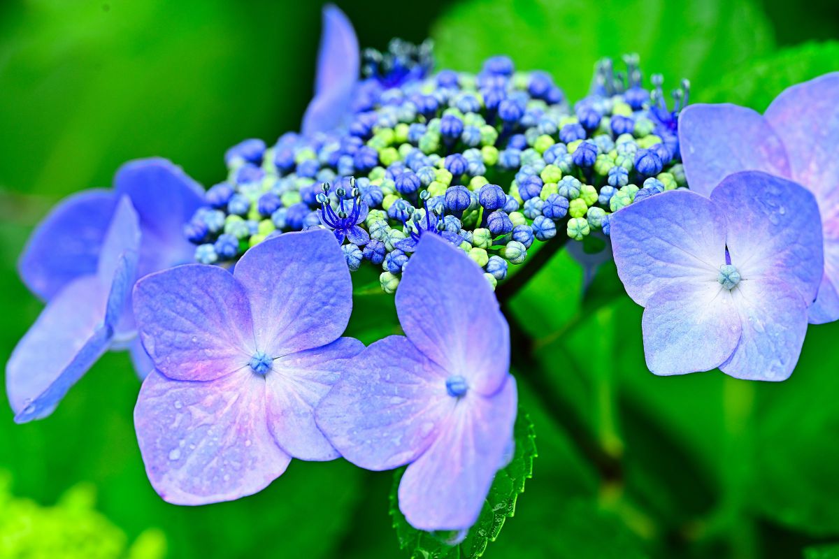 紫陽花 2025.6.13 紫陽花と北陸新幹線✨ #紫陽花 #あじさい #北陸新幹線