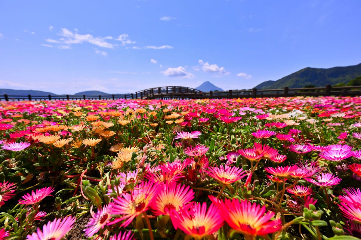 薩摩富士と花畑 植物 花 花びら Ganref