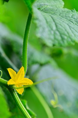 夏野菜きゅうりの花 植物 花 花びら Ganref