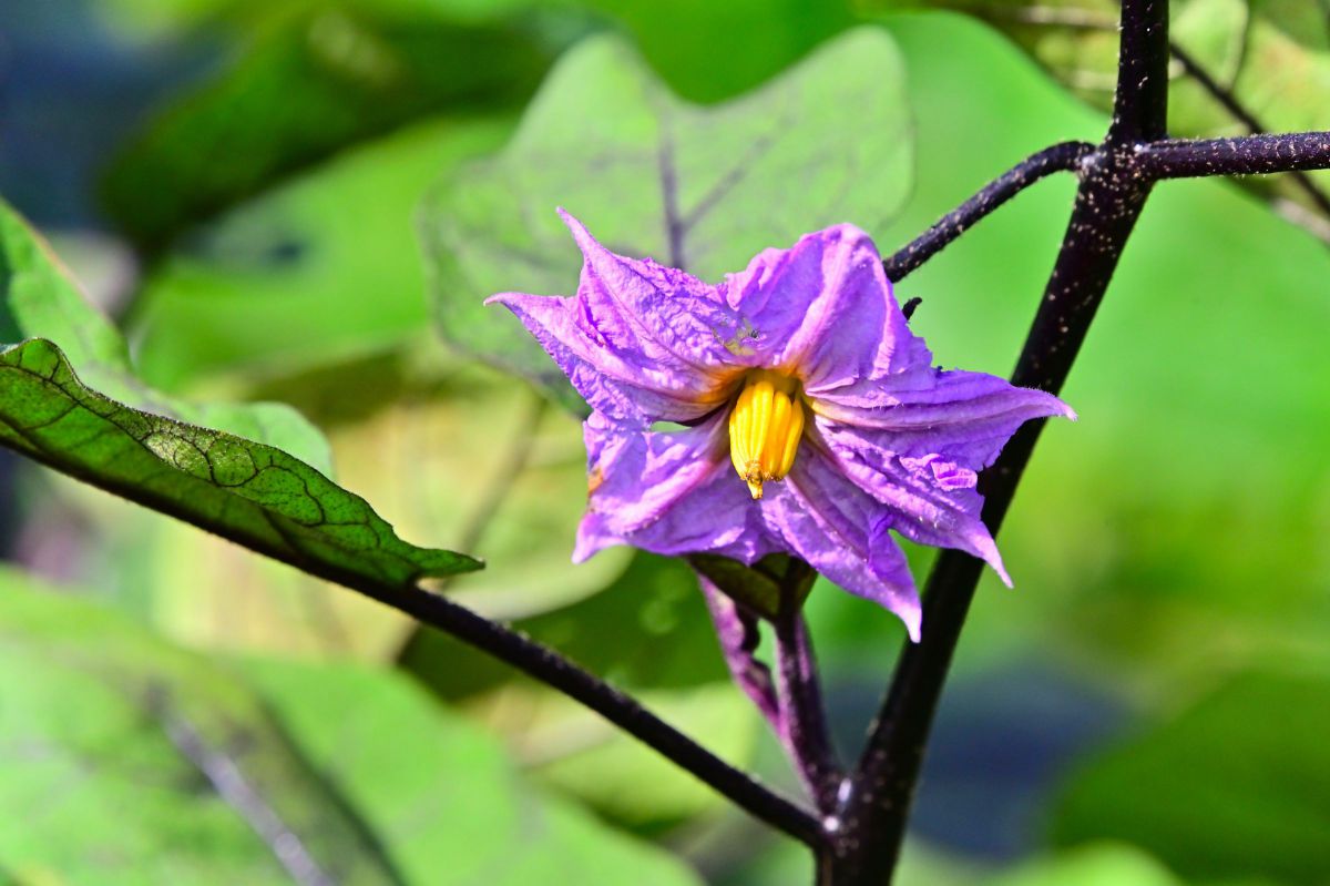 MDAwMDAyNDk1Mw_MC41NTUzOTkwMCA