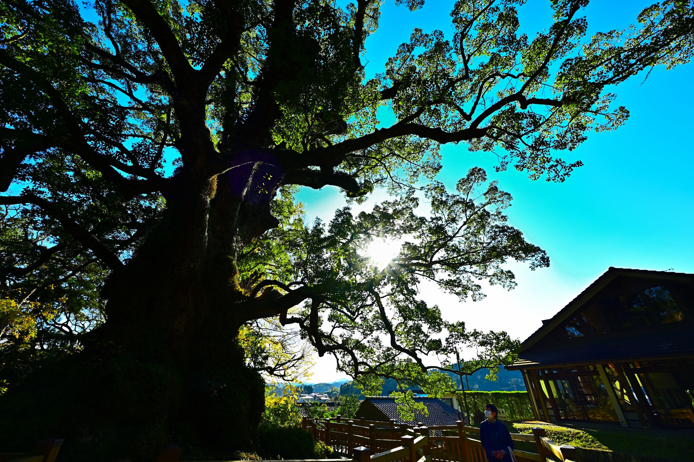 となりのトトロ　トトロと大楠の木　アクアプラント　スタジオジブリ　ベネリック となりのトトロ アクアプラント トトロと大楠の木 楽天市場】ジブリ