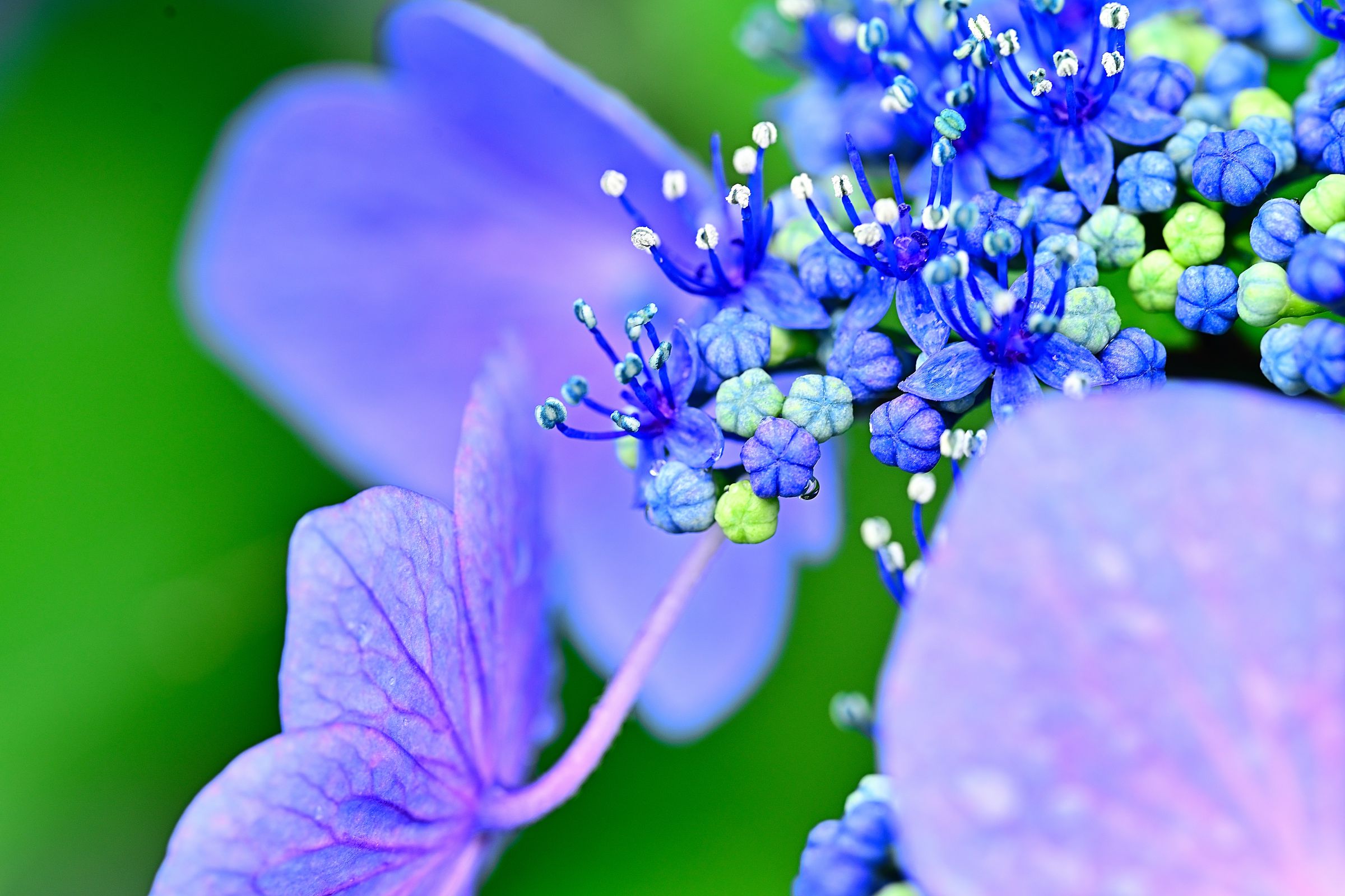 ＊雨上がりの虹と紫陽花＊シーグラスアート 天然石 雨上がりの紫陽花〉シーグラスアート その他アート moon 通販 17624329