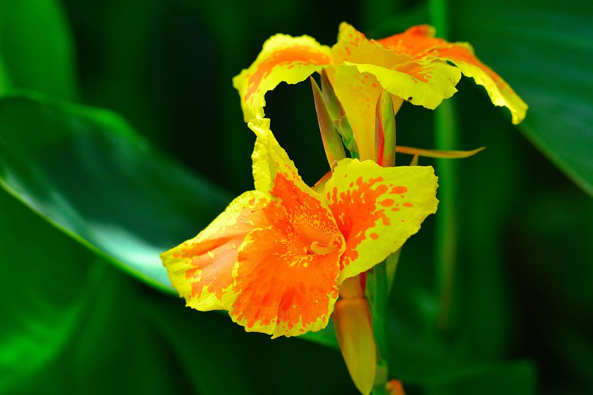 トロピカル GANREF