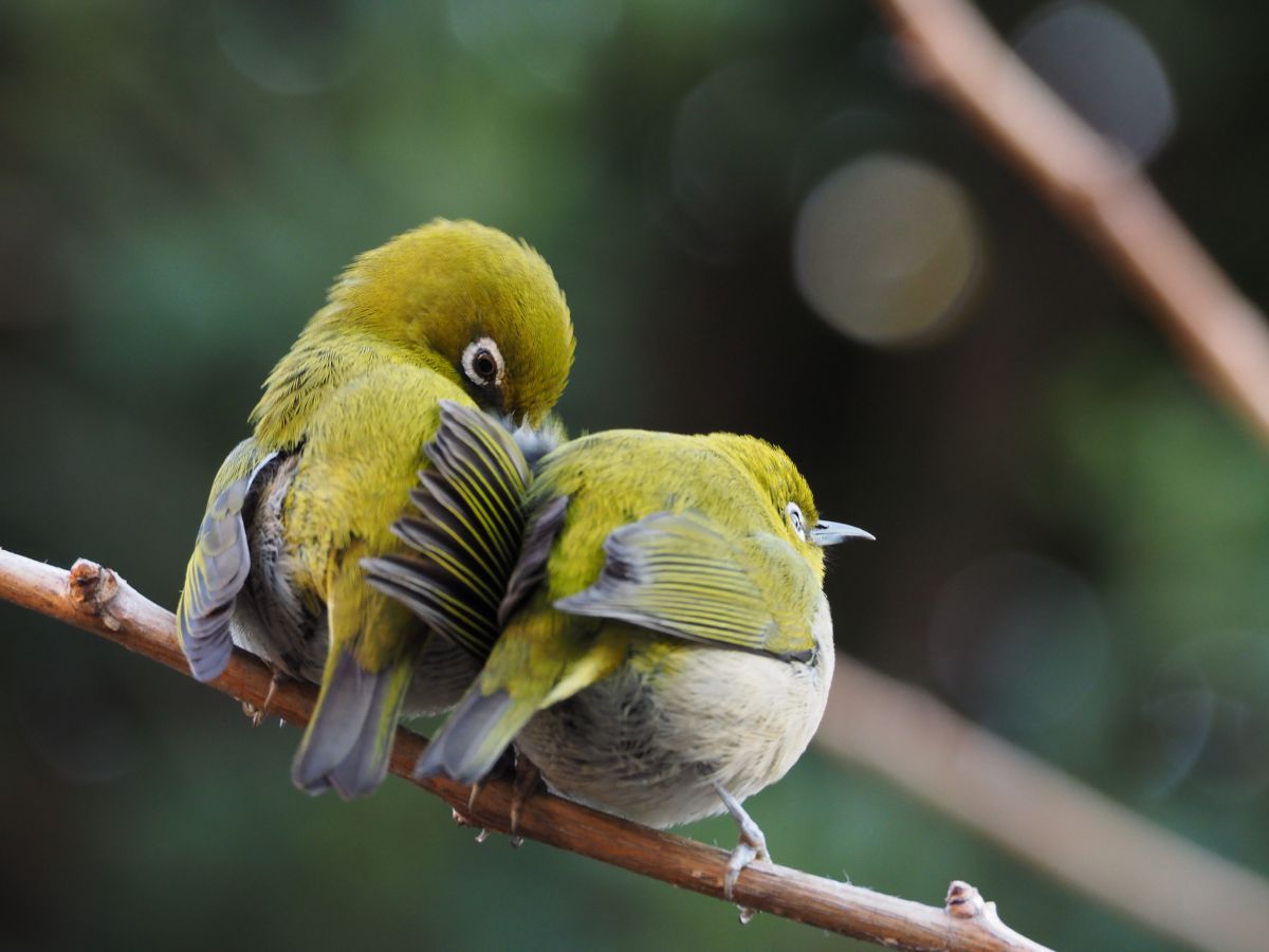 目白押し 動物 鳥類 Ganref