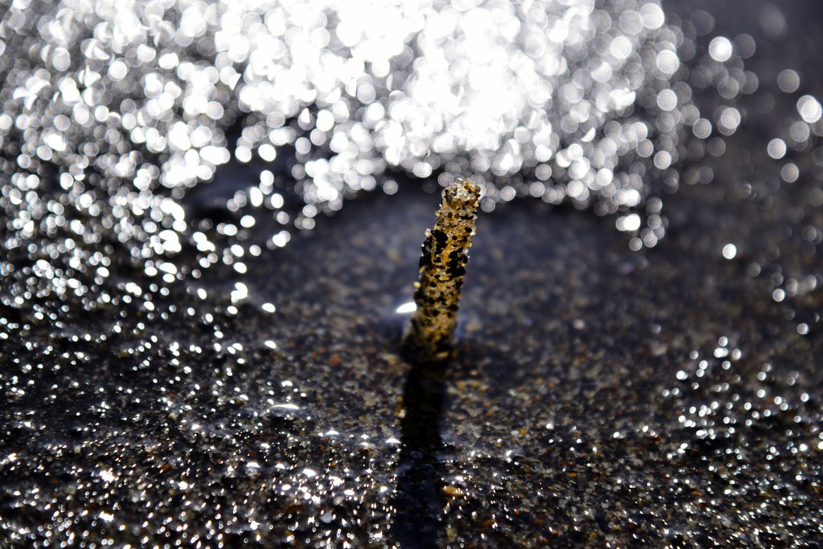 春のゴカイ 動物 その他の海の生物 Ganref