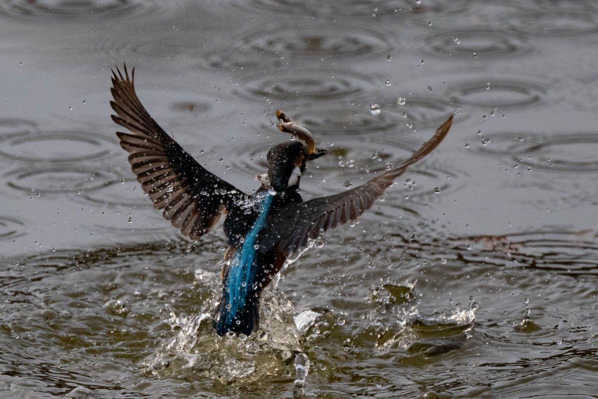 カワセミダブルゲットその２ 動物 鳥類 Ganref