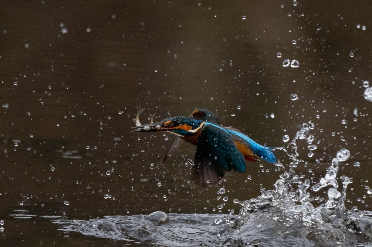 カワセミダブルゲット 動物 鳥類 Ganref