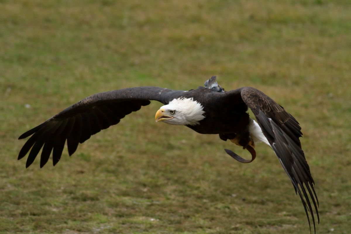バードショー1 ハクトウワシ 動物 鳥類 Ganref バードショー1 ハクトウワシ 動物 鳥類 Ganref
