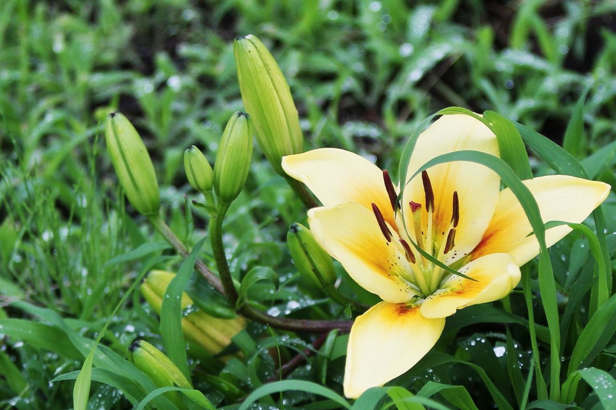 ルビーマジック 植物 花 花びら Ganref