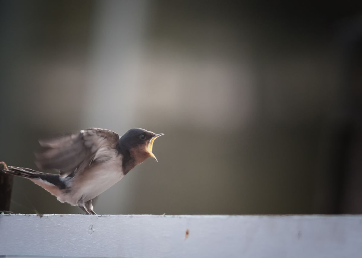 APO 300mm F2.8 EX DG /HSMで撮影された写真 | 写真検索 | GANREF