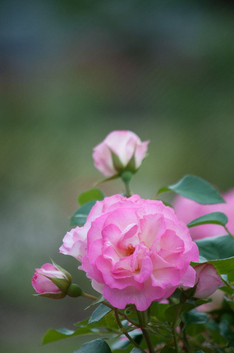 旧型高性能ズームVS現代キットズーム何処まで健闘できるか。。。 | GANREF