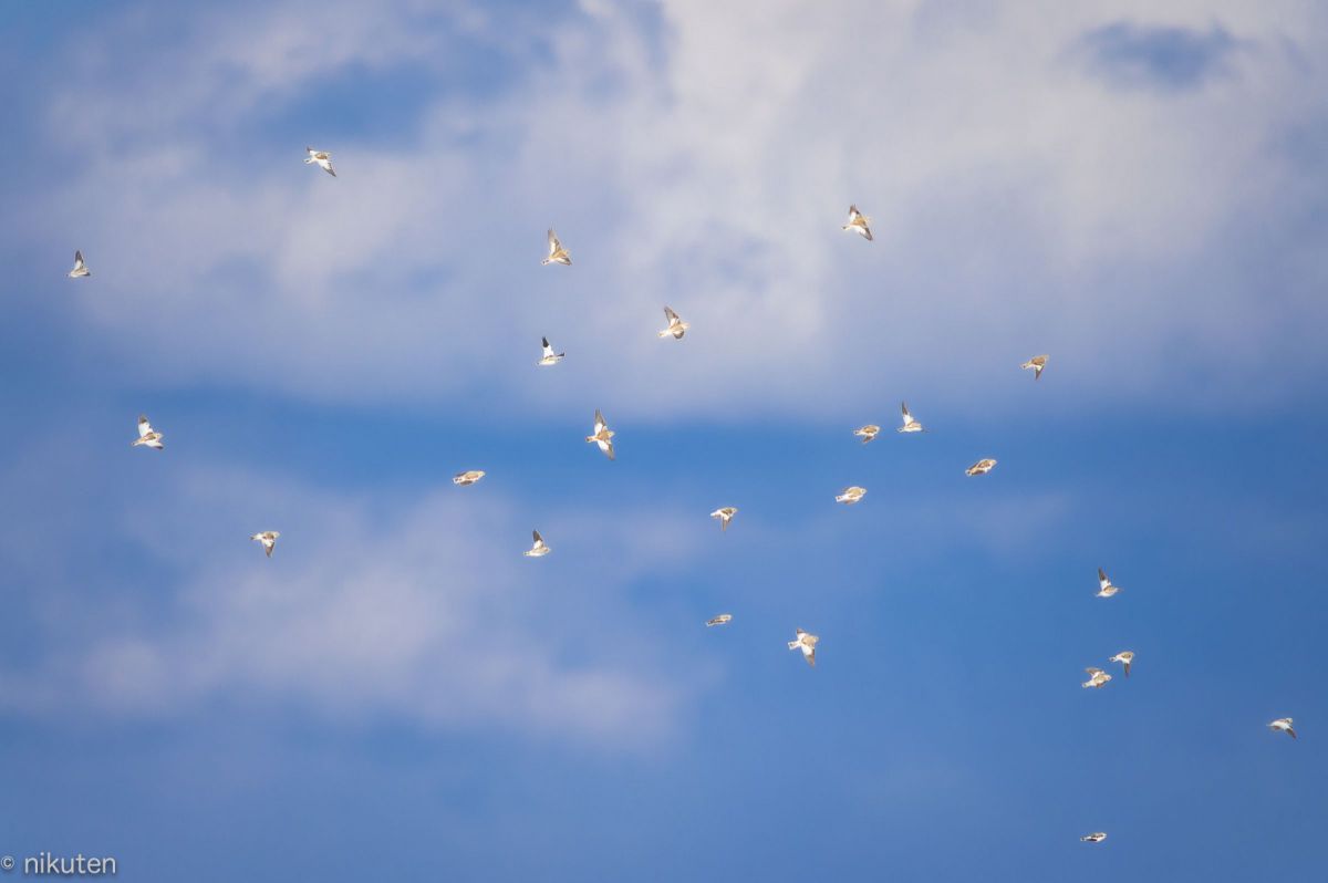 待ちに待った白い鳥 動物 鳥類 Ganref