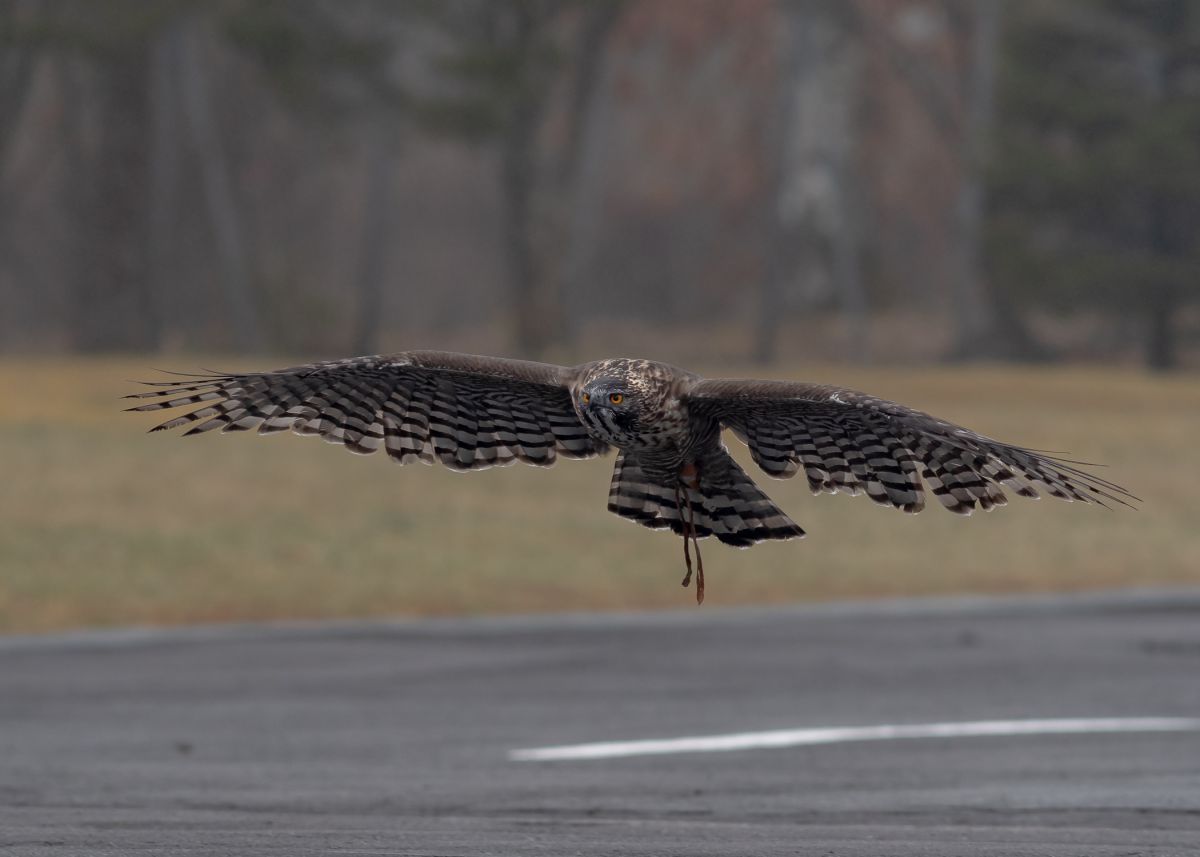 頑張れ錬くん 動物 鳥類 Ganref