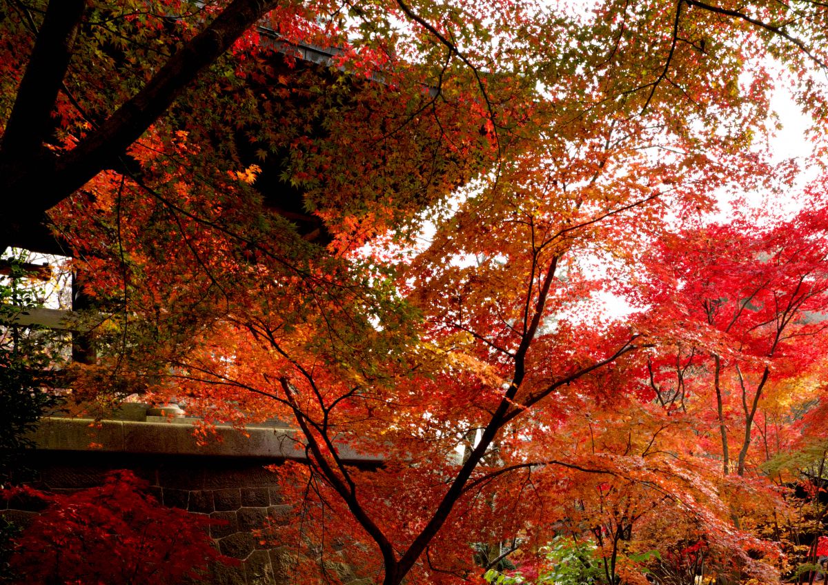 埼玉県新座市平林寺山門の紅葉 街並み 建物 神社 寺 教会 Ganref