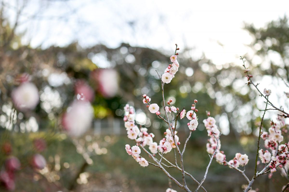 NIKKOR Z 35mm f/1.8 Sで撮影された写真 | 写真検索 | GANREF