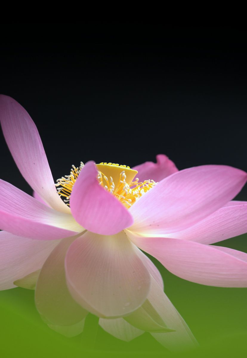 光明 植物 花 花びら Ganref