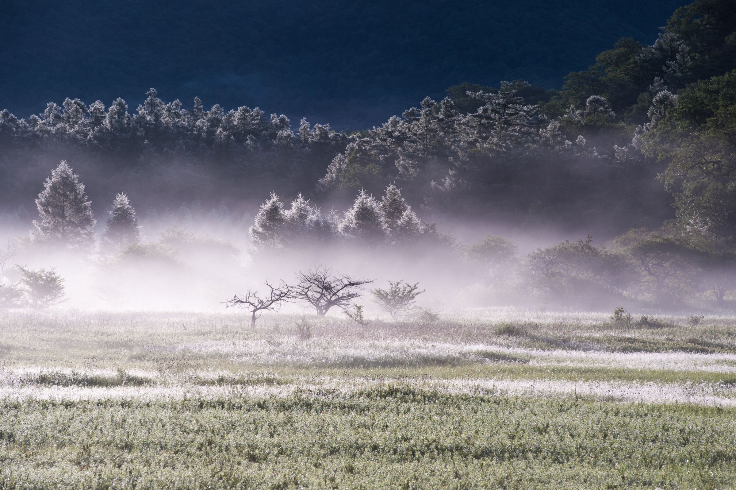 日本画「小田代ヶ原」 初小田代ヶ原 | GANREF