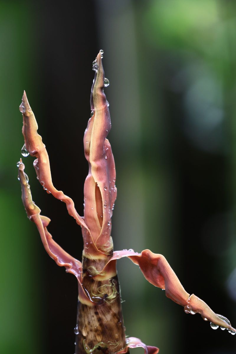 よーいドン！ GANREF