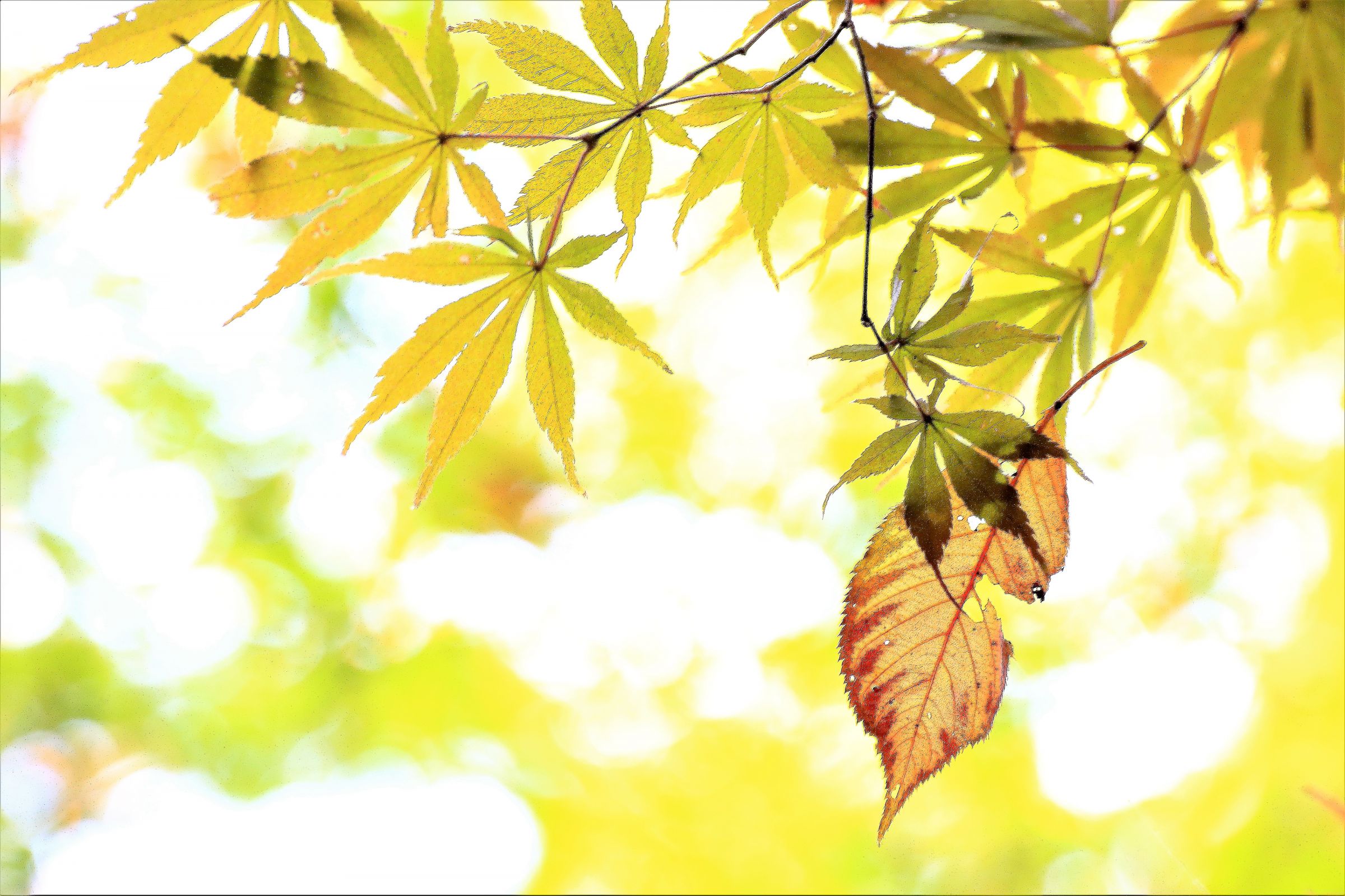 秋の紅葉を描いた、油絵です。F4号、私の作品です。