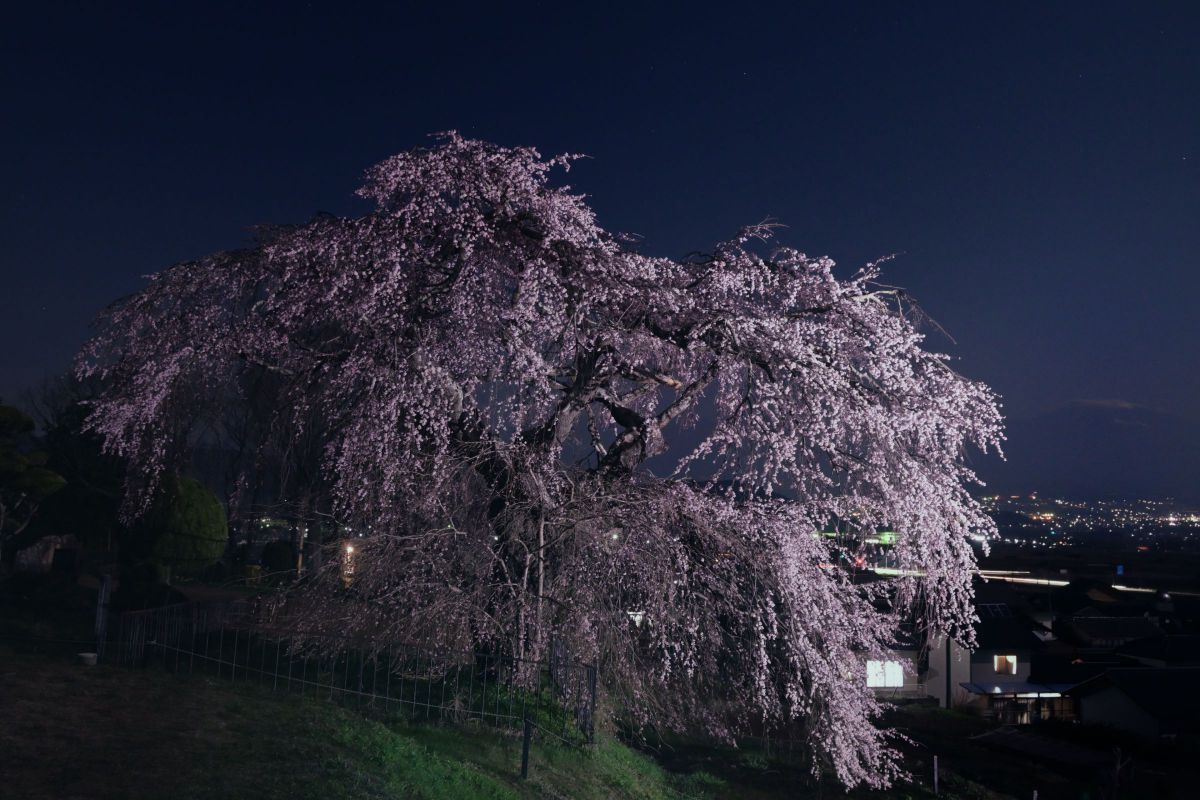 勝手にライトアップ 植物 樹木 Ganref