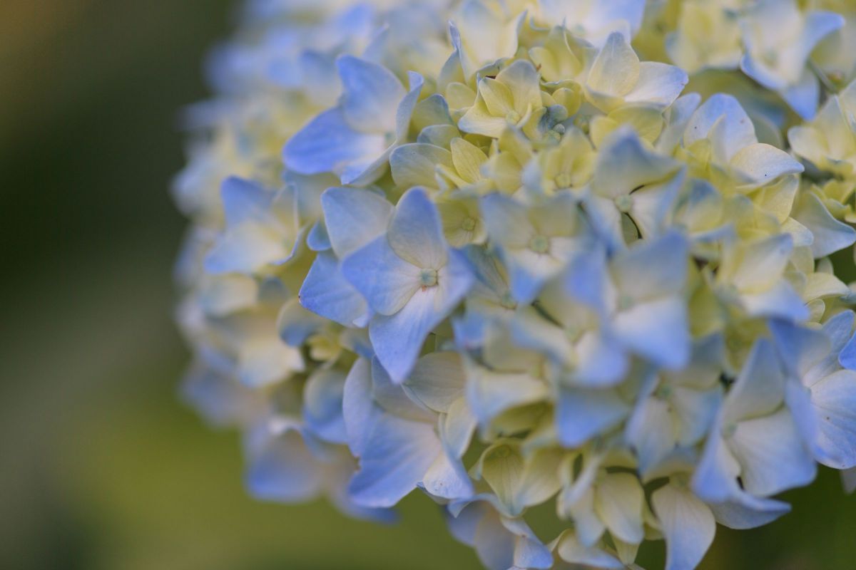 酸性土壌 植物 花 花びら Ganref