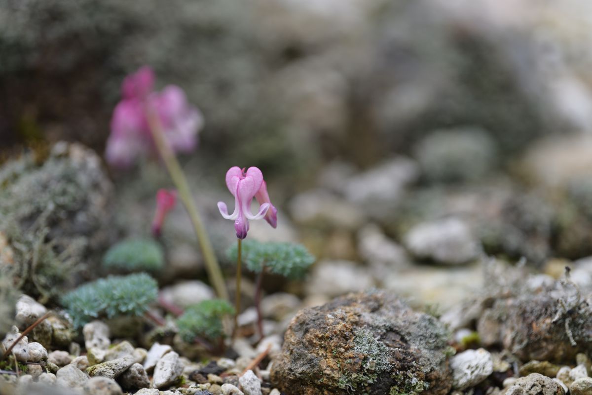 孤高の花 植物 花 花びら Ganref