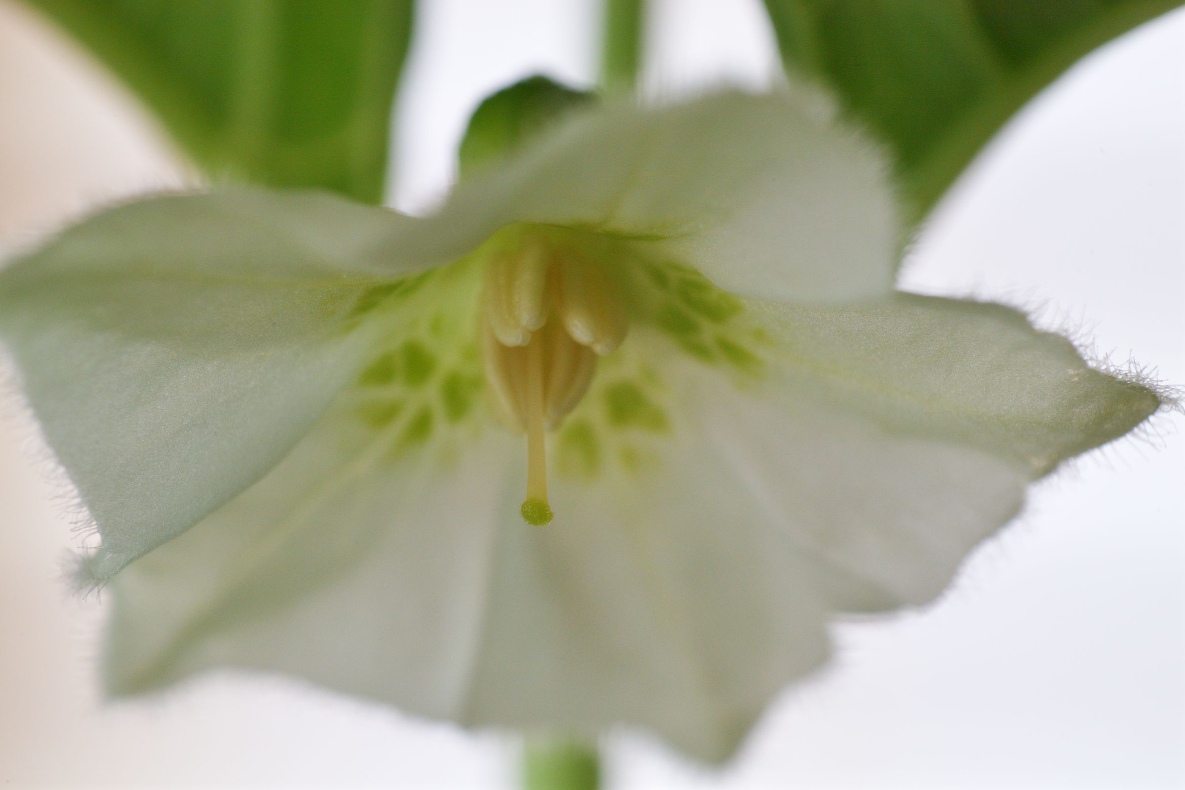 花言葉は、「偽り」「ごまかし」 | GANREF