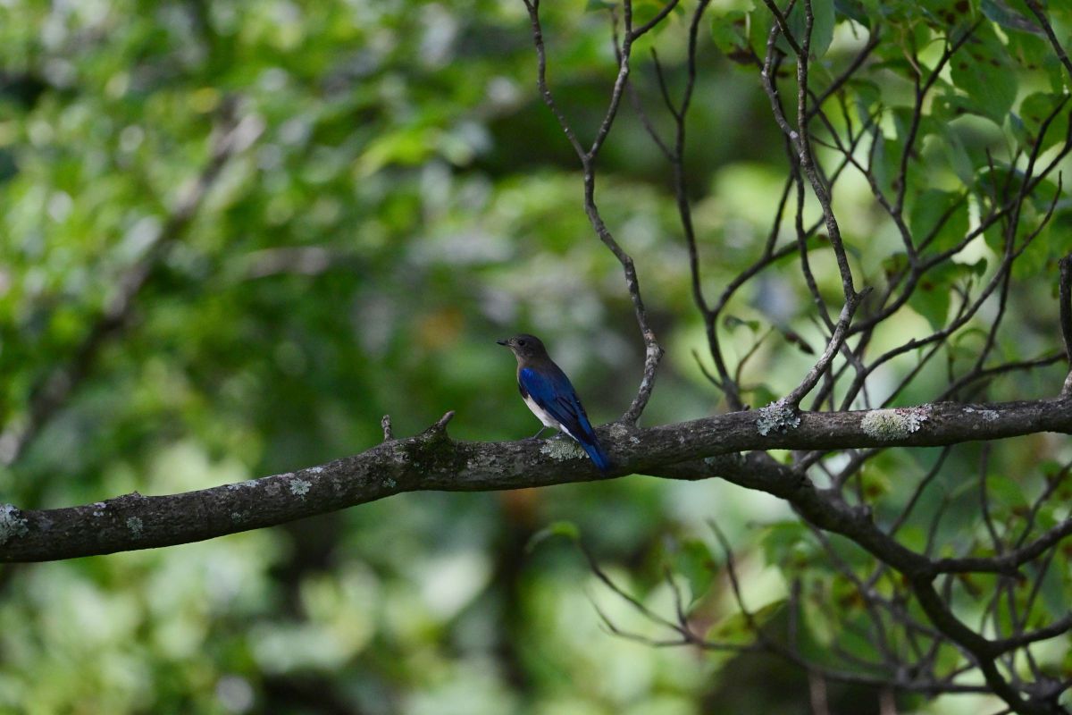Nikon J1 + FT1 超望遠の野鳥撮影に！（望遠レンズ含まず） Nikon J1 + FT1 超望遠の野鳥撮影に！（望遠レンズ含まず）