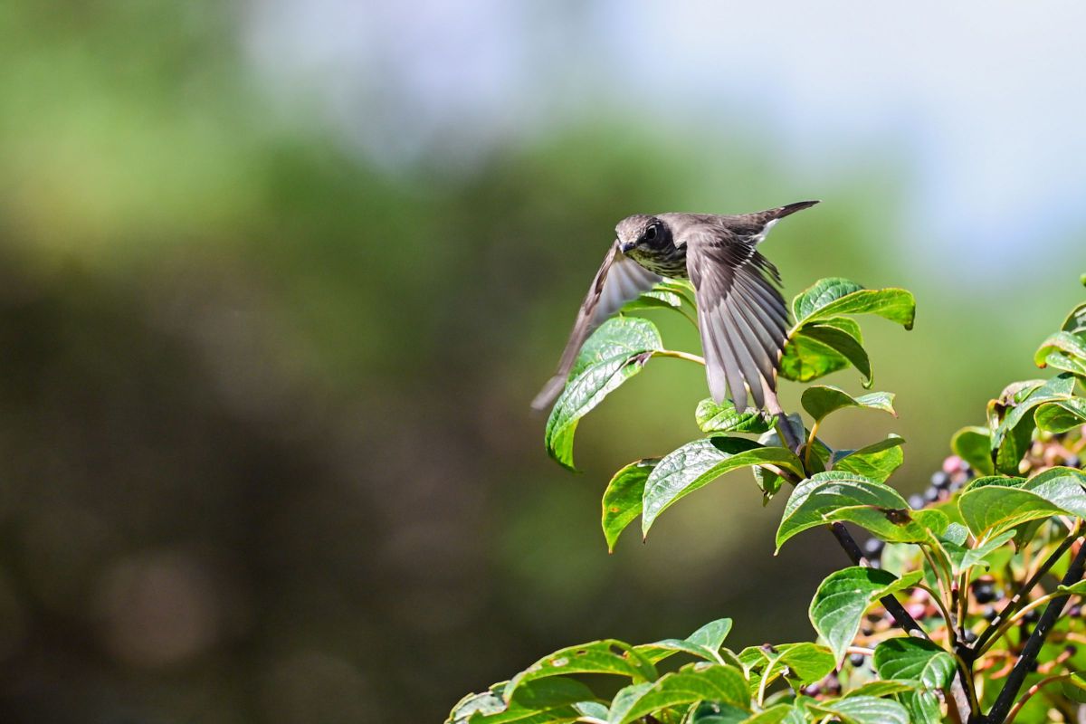 キャノンの望遠レンズです。現在も野鳥撮影に使っています。 SONY】望遠レンズで飛ぶ鳥を撮るチャレンジ！ | THE MAP TIMES