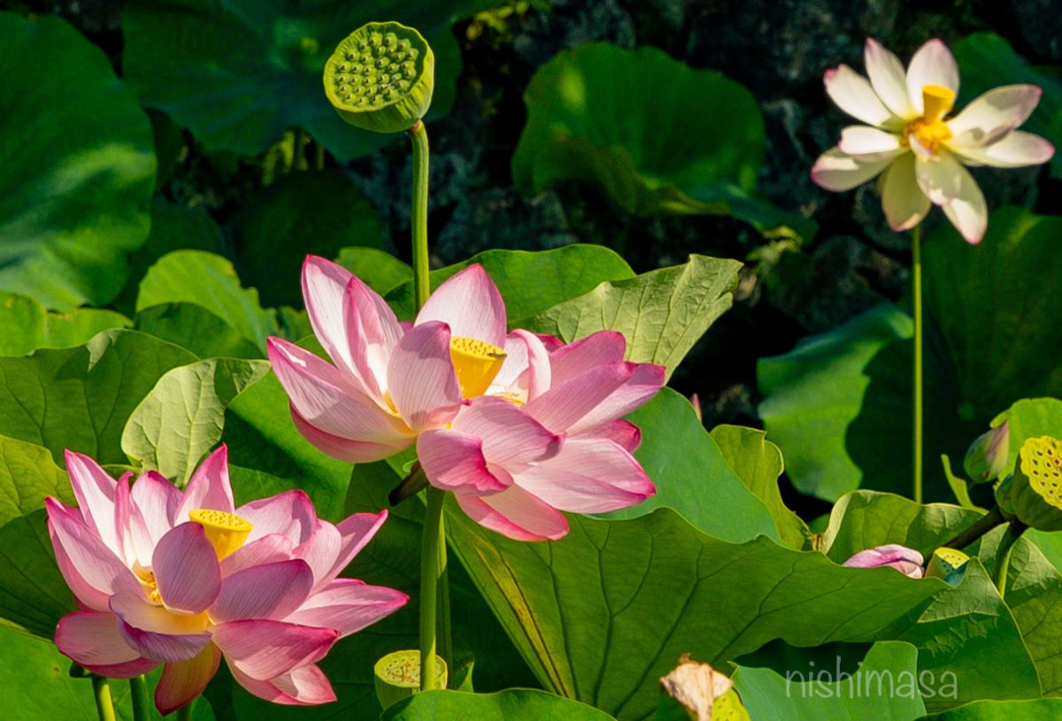 大きい花 植物 花 花びら Ganref
