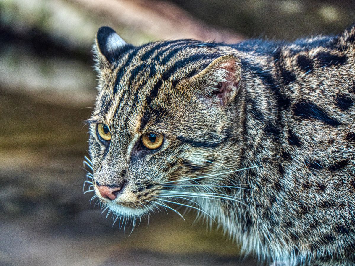 スナドリネコ 動物 猫 Ganref