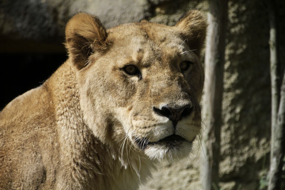 雌ライオン 動物 猫 Ganref