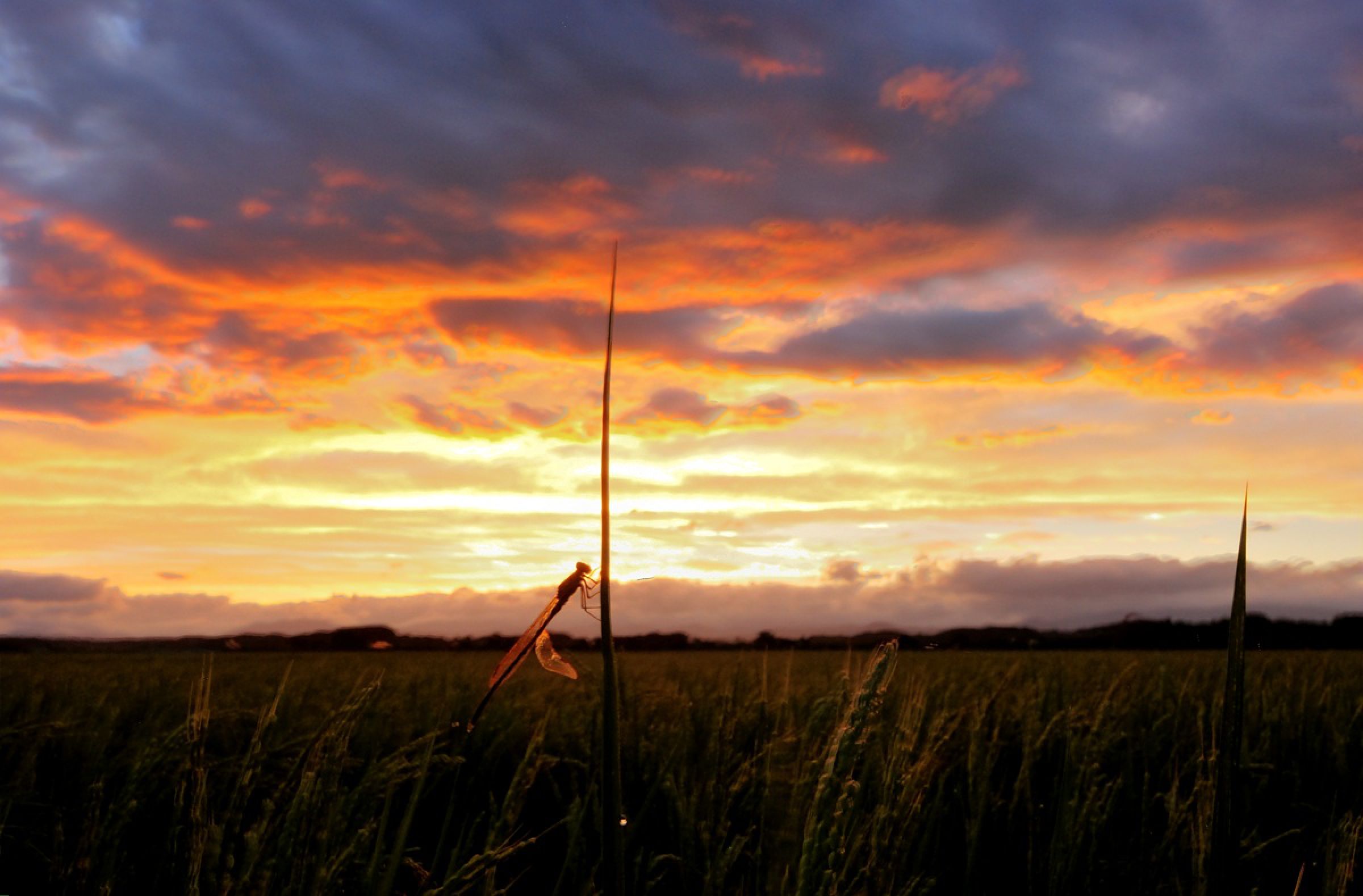 伊豆沼－夕焼けトンボ－ | GANREF
