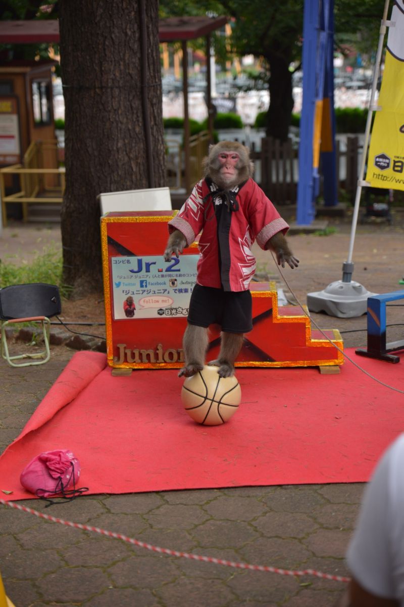 玉乗り 動物 小動物 Ganref