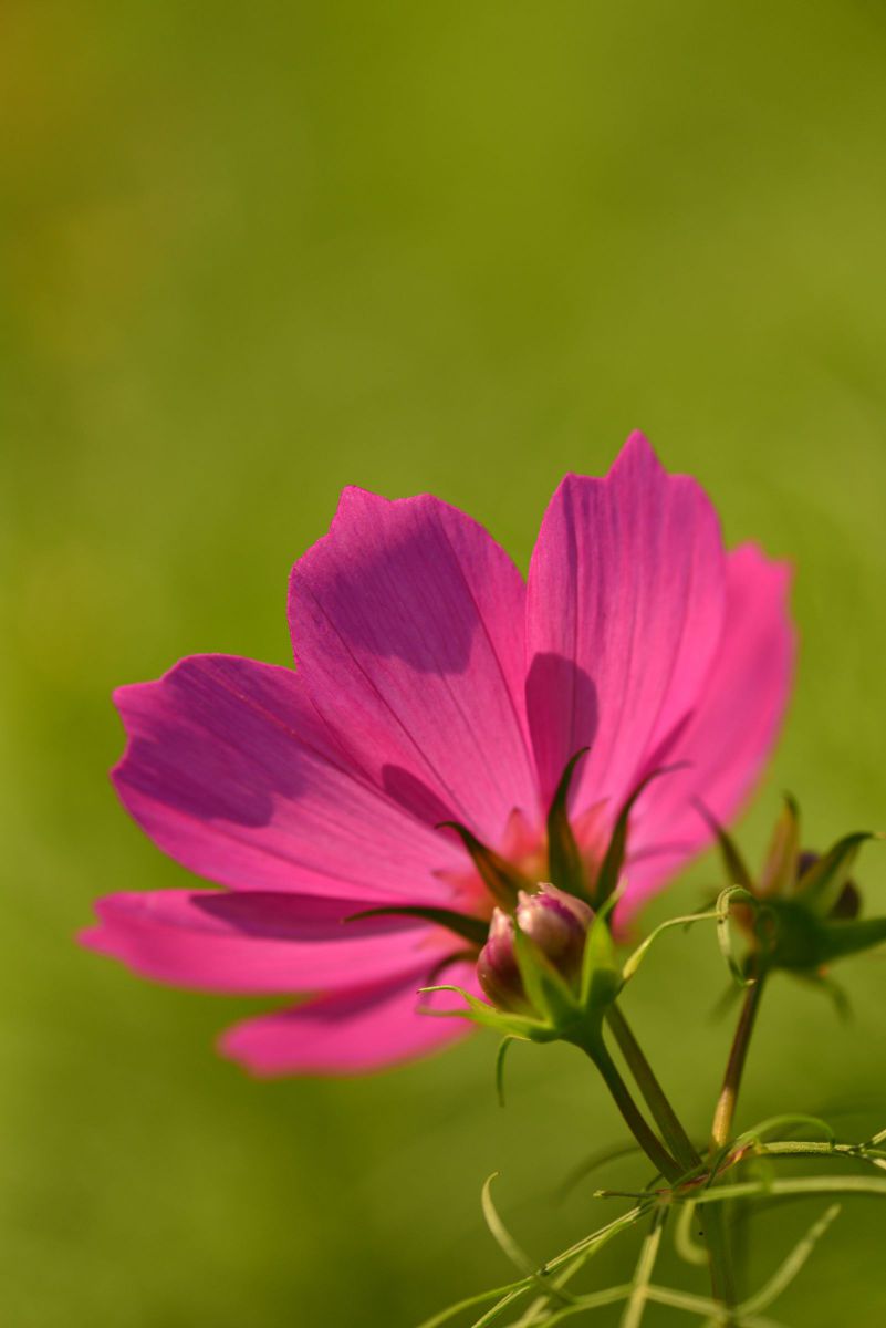 コスモス 花と蕾と 植物 花 花びら Ganref